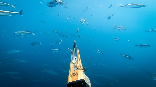 Harpunfiskeri i Jylland og undervandsjagt